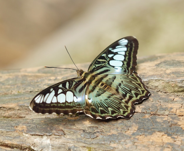 farfalla di tagliatore (parthenos sylvia) che riposa