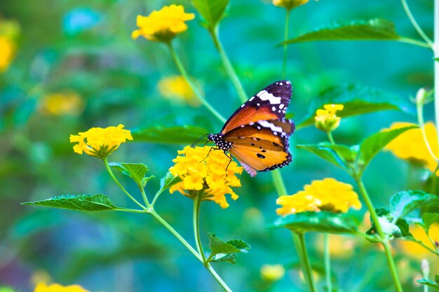 Farfalla di tigre semplice o anche conosciuta come farfalla di Danaus chrysippus che riposa sulla pianta del fiore