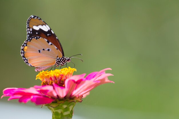 Farfalla e fiori del primo piano.