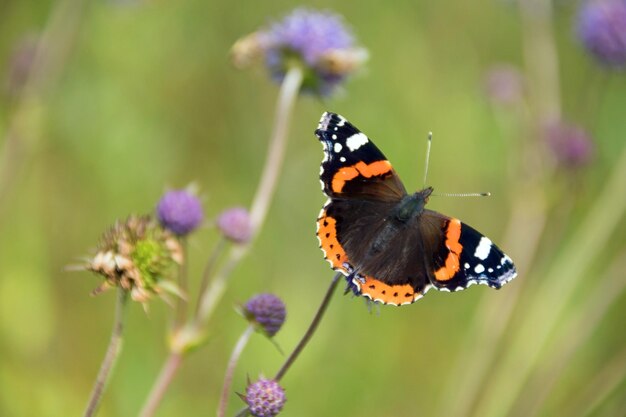 Farfalla e millefiori