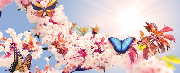 Farfalla e una splendida vista sulla natura di alberi in fiore primaverili su sfondo sfocato
