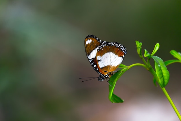 Farfalla Eggfly che riposa sotto la foglia di una pianta con un bel sfondo sfocato verde morbido