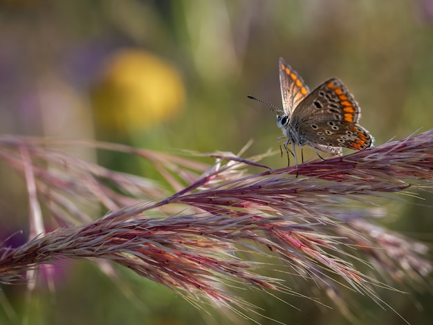 Farfalla fotografata nel loro ambiente naturale.