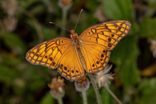 Farfalla fritillare messicana adulta della specie Euptoieta hegesia