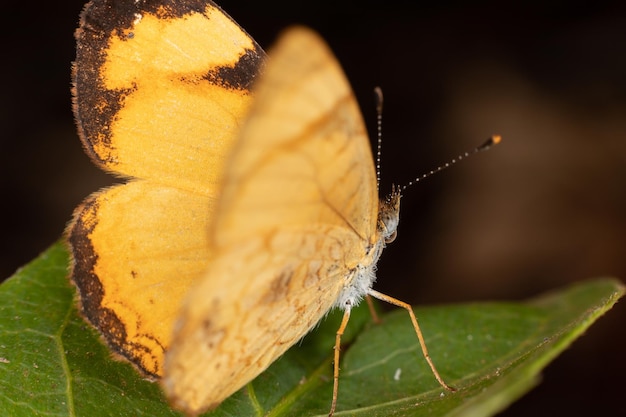 Farfalla gialla su una foglia verde