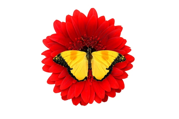 Farfalla gialla tropicale che si siede su un fiore rosso della gerbera. isolato su sfondo bianco