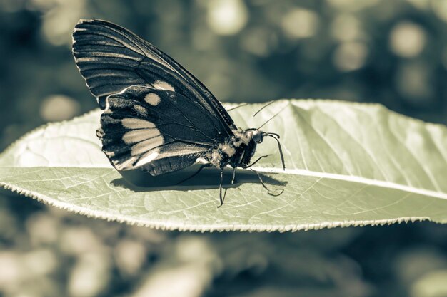 Farfalla grigia isolata su sfondo bianco con tracciato di ritaglio