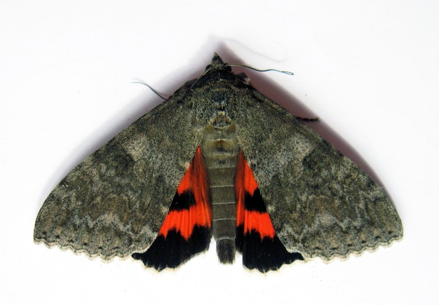 Farfalla grigia rossa isolata su bianco. Catocala nupta falena macro primo piano, collsection farfalle