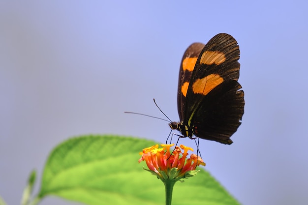 Farfalla Heliconius melpomene