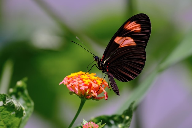 Farfalla Heliconius melpomene