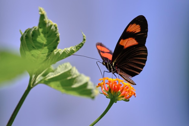 Farfalla Heliconius melpomene