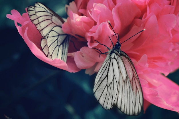 Farfalla in bianco e nero su un fiore di peonia rosa, primo piano.