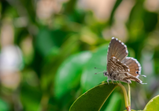 Farfalla in bronzo geranio