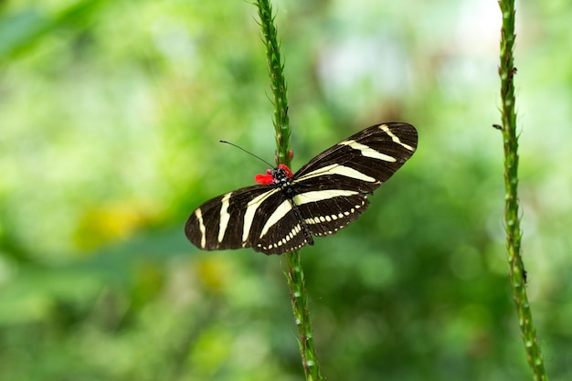 Farfalla in congedo, primo piano