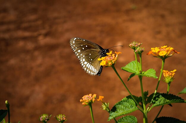 Farfalla in fiore