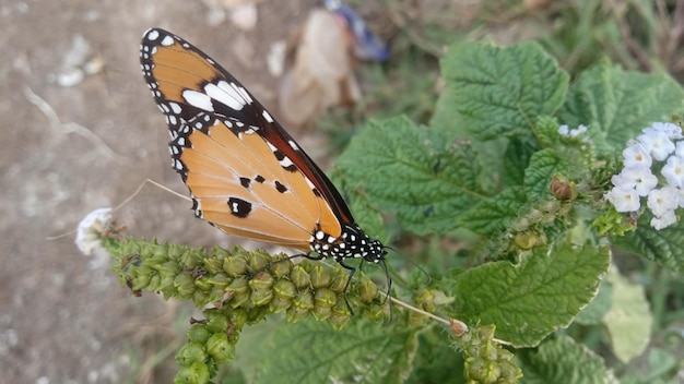 Farfalla in fiore