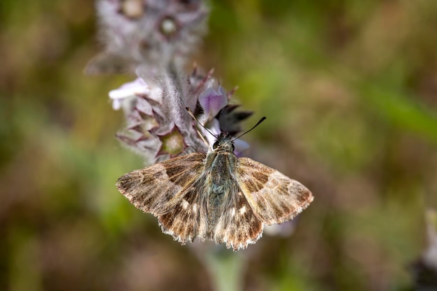 Farfalla in natura (Carcharodus alceae)