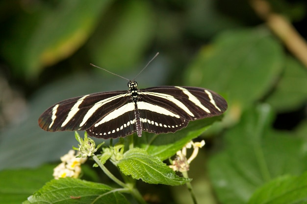 Farfalla in natura - Heliconius charithonia