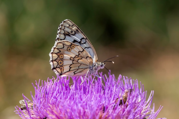 Farfalla in natura, nome scientifico; melanargia larissa