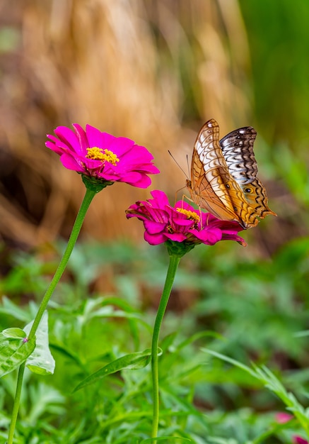 Farfalla in natura verde