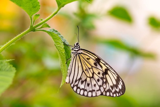 Farfalla in natura