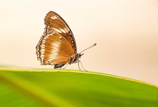 Farfalla in natura