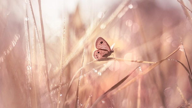Farfalla in prato con scena autunnale
