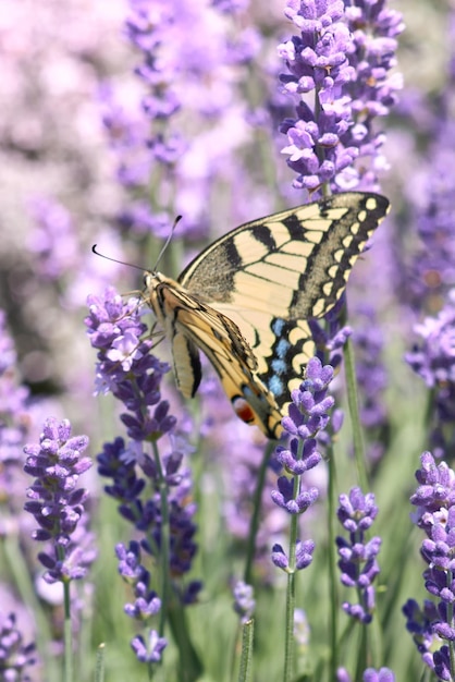 Farfalla in un campo di lavanda viola cespugli di lavanda in fiore Sfondo colori pastello Sensazione morbida di un sogno