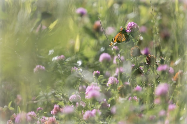 Farfalla in un giardino pieno di fiori