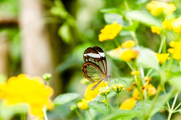 Farfalla in vetro o specchiata trasparente Greta Oto lepidottero