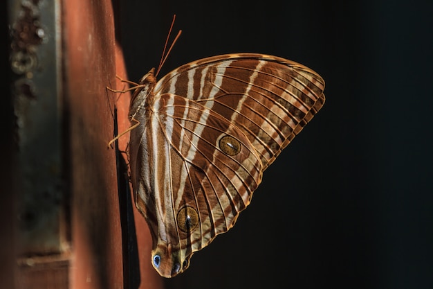 Farfalla, insetto, macro insetto