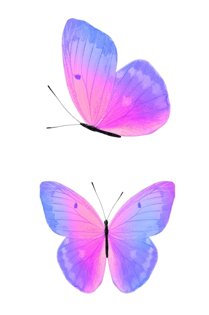 Farfalla isolata su bianco. ali con colore viola e rosa. Foto di alta qualità