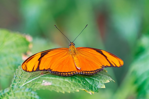 Farfalla Julia Dryas iulia con ali aperte su una foglia verde con sfondo verde vegetazione