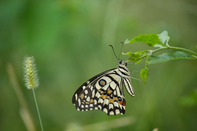 Farfalla limone coda forcuta lime e coda forcuta a scacchi Farfalla appoggiata sulle piante da fiore