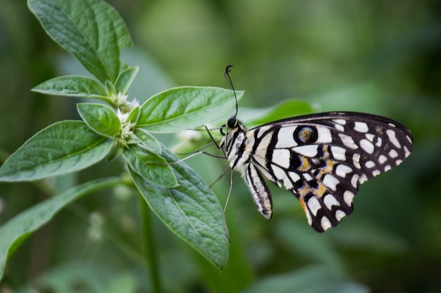 Farfalla limone coda forcuta lime e coda forcuta a scacchi Farfalla appoggiata sulle piante da fiore