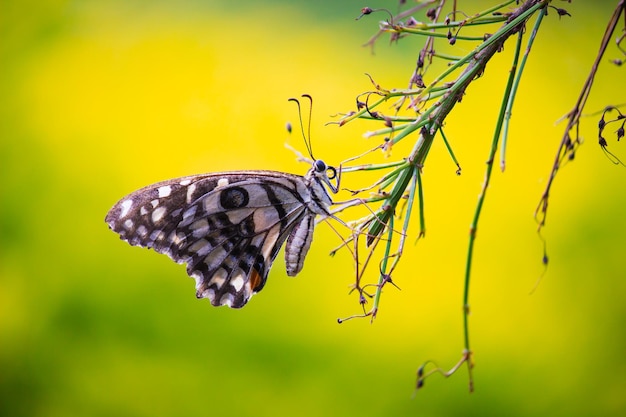 Farfalla limone coda forcuta lime e coda forcuta a scacchi Farfalla appoggiata sulle piante da fiore