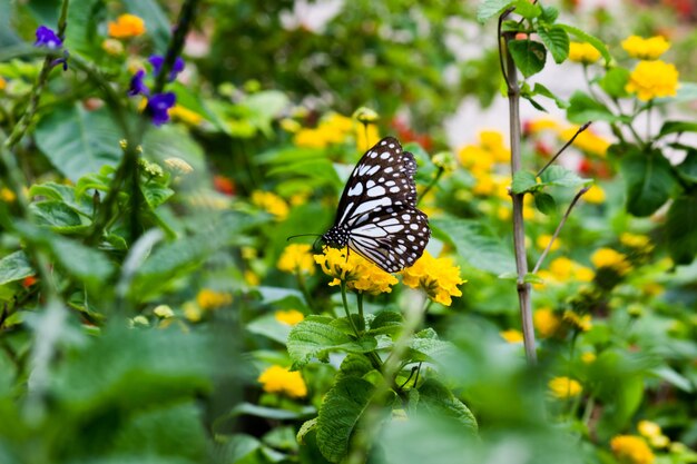 Farfalla maculata blu o danainae o farfalla euforbia che si nutre delle piante da fiore