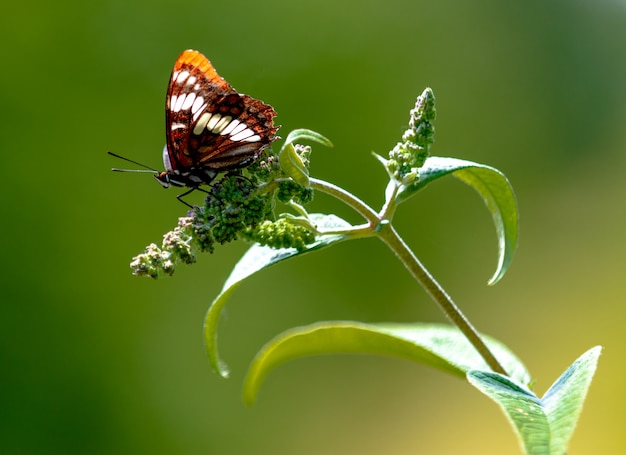 Farfalla marrone che si siede su un germoglio fresco