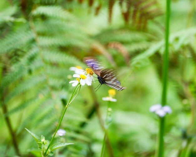 Farfalla marrone che tiene il fiore del polline dello sciame