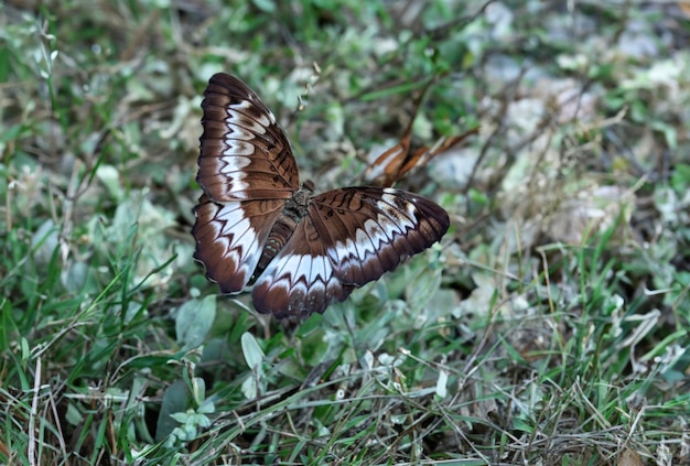 Farfalla marrone con motivo bianco