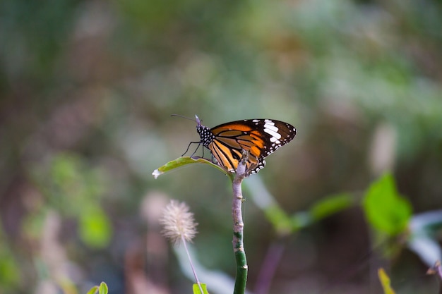 Farfalla monarca africana