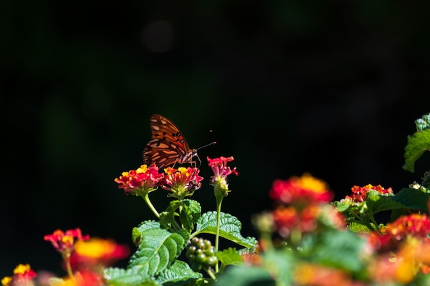 Farfalla monarca appollaiata sui fiori