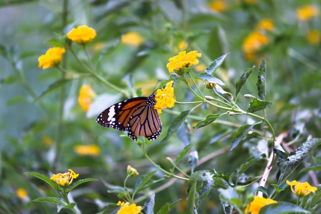 Farfalla monarca Danaus Plexippus su girasoli gialli luminosi in una soleggiata mattina d'estate