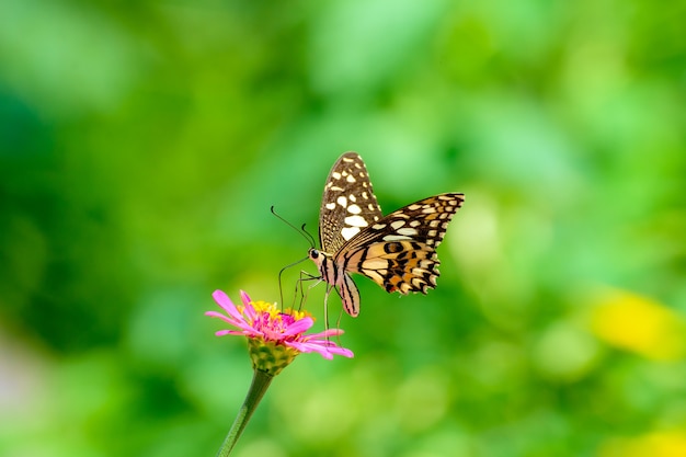 Farfalla monarca impollinatori fiori sullo sfondo morbido giorno d'estate