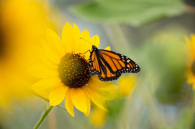 Farfalla monarca nel campo di girasole