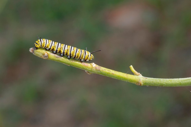 Farfalla monarca o monarca (Danaus plexippus) Malaga, Spagna