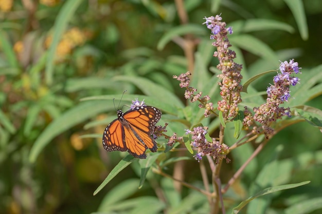 Farfalla monarca o monarca (Danaus plexippus) Malaga, Spagna