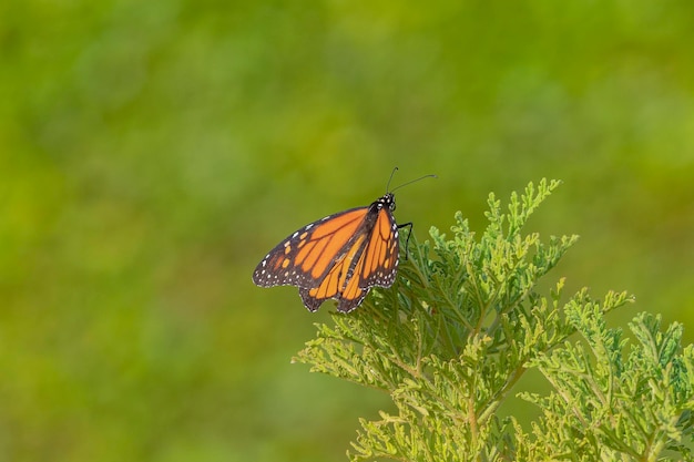 Farfalla monarca o monarca (Danaus plexippus) Malaga, Spagna