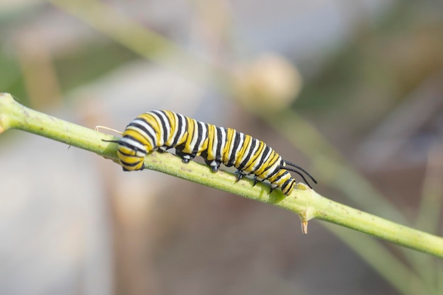 Farfalla monarca o monarca (Danaus plexippus) Malaga, Spagna