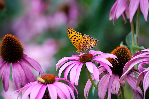 Farfalla monarca su ConeFlowers